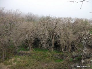 conco di Liricio-24-03-2013 10-18-49